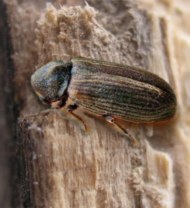 Anobium Punctatum